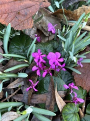 Cyclamen coum