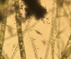 Cymbella