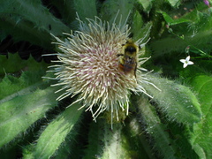 Bombus centralis
