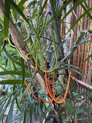 Chamaedorea seifrizii