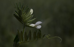 Vicia lutea