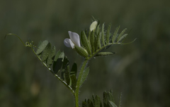 Vicia lutea