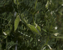 Vicia lutea