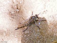 Promachus bastardii