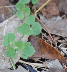Veronica hederifolia-sublobata-triloba