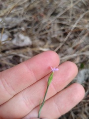 Petrorhagia prolifera