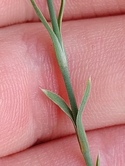 Petrorhagia prolifera