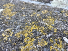 Candelariella medians