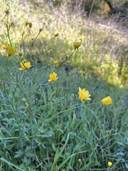 Ranunculus californicus