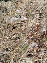 Petrorhagia prolifera