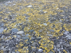 Candelariella medians