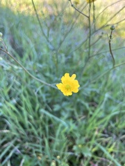 Ranunculus californicus