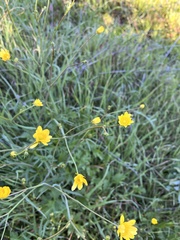 Ranunculus californicus