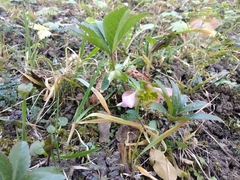 Helleborus orientalis