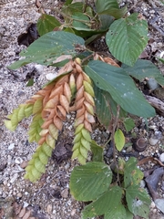 Flemingia strobilifera