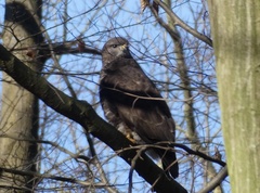 Buteo buteo