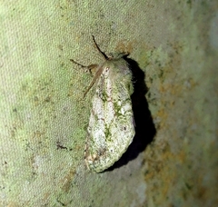 Disphragis