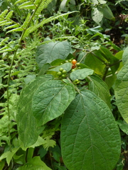 Witheringia solanacea