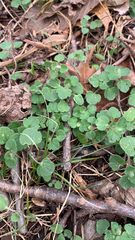 Veronica hederifolia-sublobata-triloba