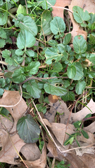 Barbarea vulgaris