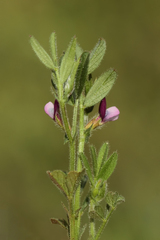 Vicia lathyroides