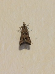 Diasemia