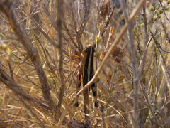 Ramburiella hispanica