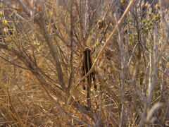 Ramburiella hispanica