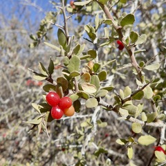 Castela peninsularis