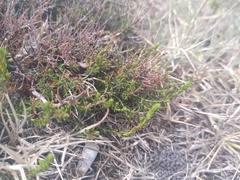 Erica cinerea
