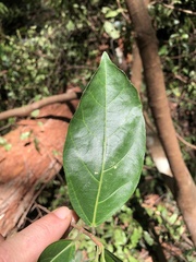 Ficus fraseri