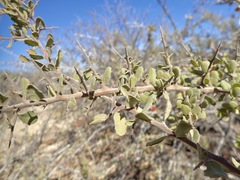 Castela peninsularis