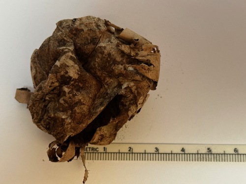 Geastrum fuscogleba