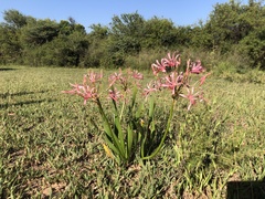 Nerine laticoma