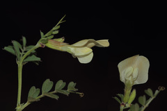 Vicia grandiflora