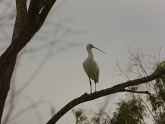 Platalea flavipes