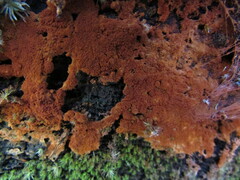 Botryobasidium simile