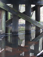 Botryobasidium simile