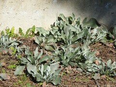 Cynoglossum cheirifolium