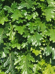 Acanthus mollis