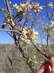Coursetia glandulosa