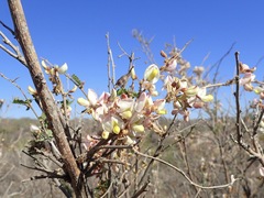 Coursetia glandulosa