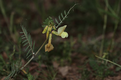 Vicia grandiflora