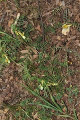 Vicia grandiflora