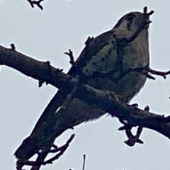 Falco sparverius