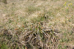 Carex caryophyllea