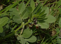 Vicia galilaea