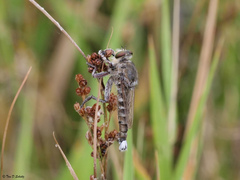 Promachus albifacies