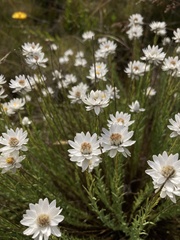Rhodanthe anthemoides