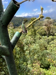 Selasphorus flammula